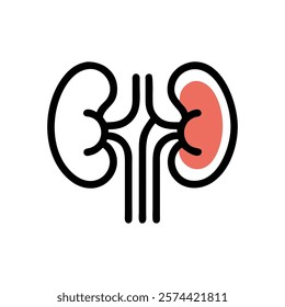 Dynamic Overview of Kidney Anatomy Illustration