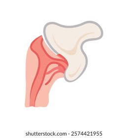 Dynamic Overview of Lesser Tubercle Anatomy