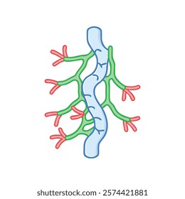 Dynamic Overview of Lymphatic Vessel Anatomy