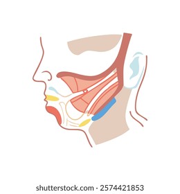 Dynamic Overview of Masseter Muscle Anatomy