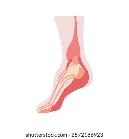 Dynamic Overview of Medial Malleolus Anatomy