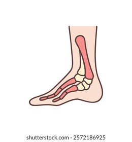 Dynamic Overview of Medial Malleolus Anatomy