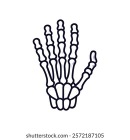 Dynamic Overview of Metacarpals Anatomy