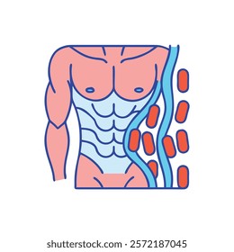 Dynamic Overview of Muscular Tissue Anatomy