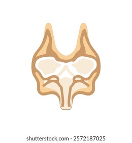 Dynamic Overview of Nasal Bones Anatomy