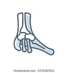 Dynamic Overview of Navicular Bone Anatomy