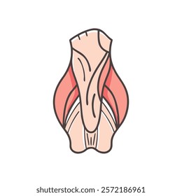 Dynamic Overview of Occipitofrontalis Muscle Anatomy