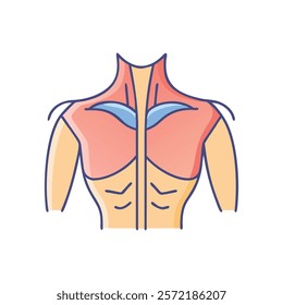 Dynamic Overview of Pectoralis Major Muscle Anatomy