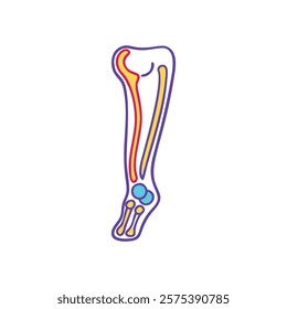 Dynamic Visualization of Fibula Anatomy Illustration