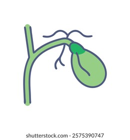 Dynamic Visualization of Gallbladder Anatomy Illustration