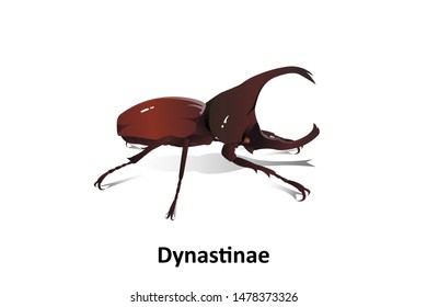 Dynastinae vector on white background isolated 