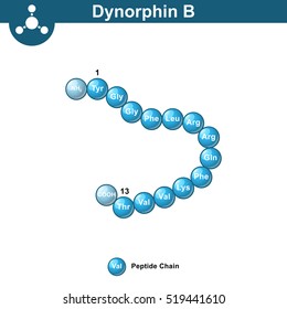 Dynorphin B abstract chemical model, amino acid sequence, scientific 3d vector illustration in ball style, isolated on white background, eps 10