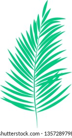 Dypsis lutescens isolated vector.  