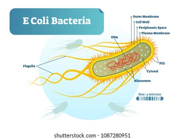 E Coli Bakterien mikrobiologische Vektorgrafik Querschnitt durch beschriftete Abbildung. Informationsposter für medizinische Forschung. Innere bakterielle Struktur.