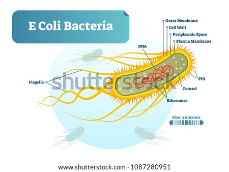 E Coli bacteria micro biological vector illustration cross section labeled diagram. Medical research information poster. Inner bacterial structure.