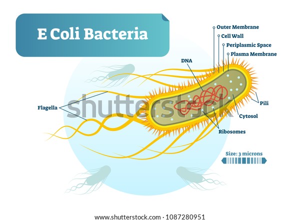 E Coli bacteria micro biological\
vector illustration cross section labeled diagram. Medical research\
information poster. Inner bacterial\
structure.