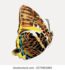 E.A. Séguy's butterfly exotic insect, illustration isolated on white, vector. Vintage famous artwork by E.A. Séguy, old butterfly art illustration vector.