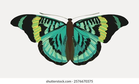 E.A. Séguy's green butterfly exotic insect, illustration isolated on white, vector. Vintage famous artwork by E.A. Séguy, old butterfly art illustration vector.