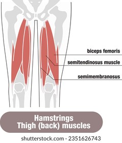 Each muscle of the back of the thigh and hamstringsI made the illustration easy to understand.