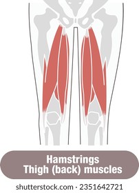 Each muscle of the back of the thigh and hamstringsI made the illustration easy to understand.