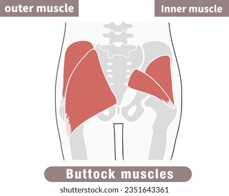 Each muscle and bone of the back of the pelvis and buttocksI made the illustration easy to understand.