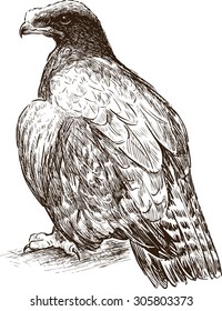 eagle