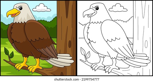 Eagle Animal Coloring Page Colored Illustration