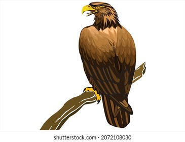 Eagle animal wildlife background illustration brown