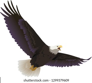 Eagle bird is flying on white background - Illustration 