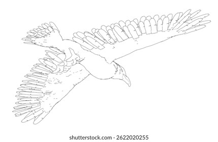 A Eagle bird is flying in the sky. The bird is white and black.