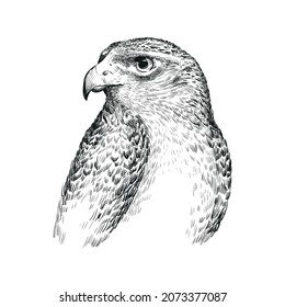 eagle bird predator flight glance illustration