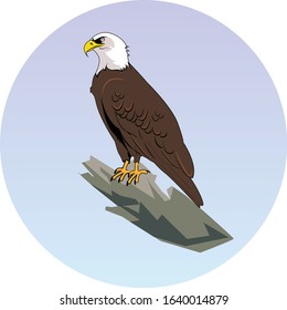 Eagle - Bird Vector Illustration 