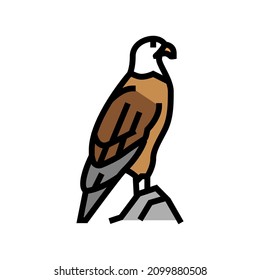 eagle bird in zoo color icon vector. eagle bird in zoo sign. isolated symbol illustration