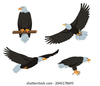 Eagle birds set. Flying and sitting bald Eagles in different poses isolated on white background. Nature, bird watching and ornithology design. Vector cartoon or flat illustration.