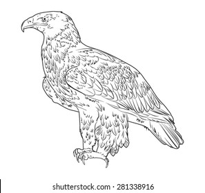 Eagle, black and white