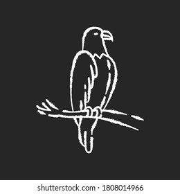 Eagle chalk white icon on black background. Dangerous bird of prey, flying animal, winged predator. American national. Hawk, falcon sitting on tree branch isolated vector chalkboard illustration