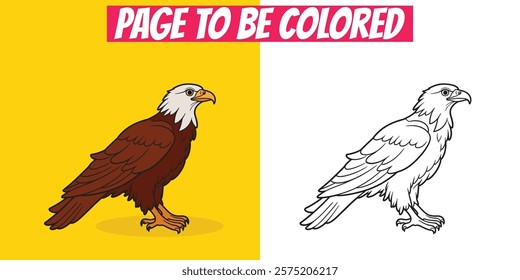 Eagle coloring sheet with detailed outline and colored options. Great for kids’ drawing, wildlife education, and creative play activities.