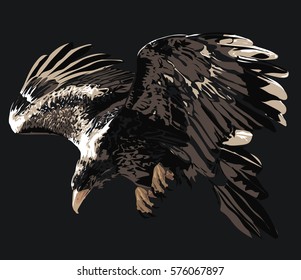 Eagle - Detailed Realistic Illustration of Bird Isolated on white - Bird of Prey