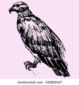 eagle, doodle style sketch illustration hand drawn vector 