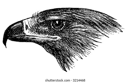 eagle drawing imperial golden eagle head eagle drawing imperial wildlife bird nature ferocious royal america wild american head hunt earth predator animals hunting feather wilderness scenery silhouett