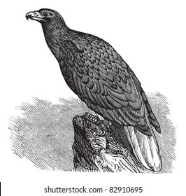 Eagle of Europe (Haliaeetus albicilla) or White-tailed Eagle or Erne or Sea-eagle, vintage engraved illustration. Trousset encyclopedia (1886 - 1891).