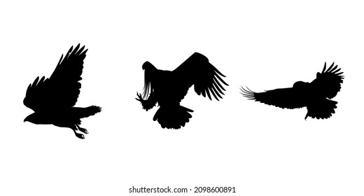 Eagle and falcon silhouette flying, vector illustration of flying birds.