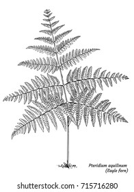 Eagle fern illustration, drawing, engraving, ink, line art, vector