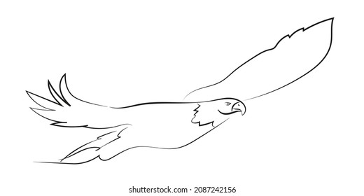 Eagle flies, black linear drawing on a white background