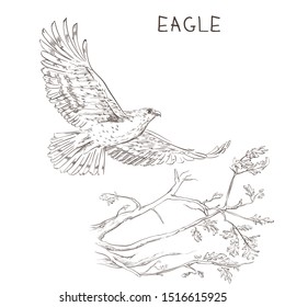 
Eagle flies spread its wings