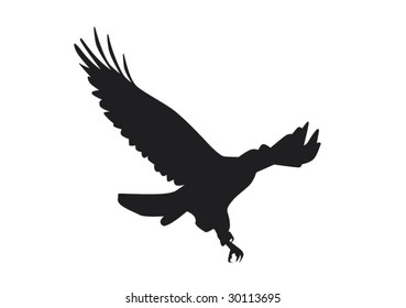 Eagle in flight