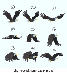 Eagle flight, animation, nine key frames. Flight of a bird of prey.