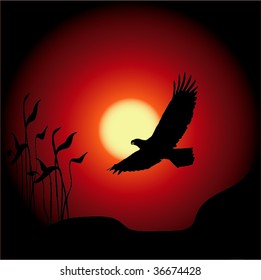 Eagle in flight silhouetted against sunset or sunrise background