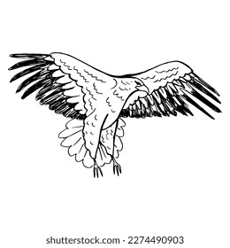 an eagle in flight with spread wings. Drawing with black lines, marker, line art. Vector illustration