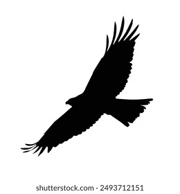 Eagle in flight top view, eagle silhouette vector. Eagle silhouette vector.